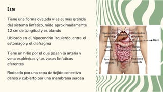 Bazo
Tiene una forma ovalada y es el mas grande
del sistema linfatico, mide aproximadamente
12 cm de longitud y es blando
Ubicado en el hipocondrio izquierdo, entre el
estomago y el diafragma
Tiene un hilio por el que pasan la arteria y
vena esplénicas y los vasos linfaticos
eferentes
Rodeado por una capa de tejido conectivo
denso y cubierto por una membrana serosa
 