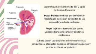El parenquima esta formado por 2 tipos
de tejidos diferentes
Pulpa blanca: formado por linfocitos y
macrofagos que estan alrededor de las
ramas de la arteria esplenica
Pulpa roja: esta formado por senos
venosos llenos de sangre y cordones
esplenicos.
El bazo tienen las funciones de eliminar celulas
sanguíneas y plaquetas dañadas, almacenar plaquetas y
producir celulas sanguíneas.
 