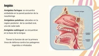 Amígdalas
Amígdala faríngea: se encuentra
embebida en la pared posterior de la
nasofaringe
Amígdalas palatinas: ubicadas en la
region posterior de la cavidad oral,
una de cada lado
Amígdala sublingual: se encuentran
en la base de la lengua
Tienen la funcion de ser la primera
linea de defensa contra los patogenos
ingeridos o inhalados
 