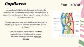 Capilares Vasos linfáticos
Los capilares linfáticos son los vasos linfáticos más
pequeños del sistema presentan mayor permeabilidad y
absorción cuentan con un diámetro único y una estructura
en una sola dirección
Estos recogen el líquido intersticial proveniente de los
tejidos y se organizan en redes denominadas plexos
linfáticos.
Ejemplo: existen unos capilares linfáticos
especiales denominados quiliferos, que
absorben nutrientes desde el intestino
delgado
 