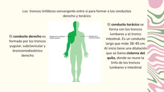 Los troncos linfáticos convergente entre si para formar a los conductos
derecho y torácico
El conducto derecho es
formado por los troncos
yugular, subclavicular y
broncomediastinico
derecho
El conducto torácico se
forma con los troncos
lumbares y el tronco
intestinal. Es un conducto
largo que mide 38-45 cm.
Al inicio tiene una dilatación
que se llama cisterna del
quilo, donde se reune la
linfa de los troncos
lumbares e intestinal
 