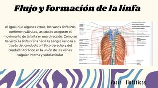Flujo y formación de la linfa
Vasos linfáticos
Al igual que algunas venas, los vasos linfáticos
contienen válvulas, las cuales aseguran el
movimiento de la linfa en una dirección. Como se
ha visto, la linfa drena hacia la sangre venosa a
través del conducto linfático derecho y del
conducto torácico en la unión de las venas
yugular interna y subclavicular
 