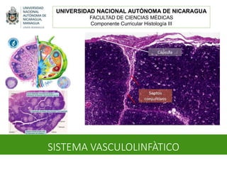 SISTEMA VASCULOLINFÀTICO
UNIVERSIDAD NACIONAL AUTÓNOMA DE NICARAGUA
FACULTAD DE CIENCIAS MÉDICAS
Componente Curricular Histología III
 