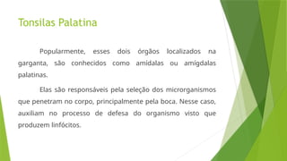 Tonsilas Palatina
Popularmente, esses dois órgãos localizados na
garganta, são conhecidos como amídalas ou amígdalas
palatinas.
Elas são responsáveis pela seleção dos microrganismos
que penetram no corpo, principalmente pela boca. Nesse caso,
auxiliam no processo de defesa do organismo visto que
produzem linfócitos.
 
