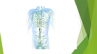 Sistema Linfático sua definicção e função