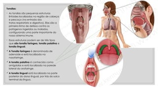 Tonsilas:
◦ As tonsilas são pequenas estruturas
linfoides localizadas na região de cabeça
e pescoço (na entrada dos
tratos respiratório e digestivo). Elas são a
primeira linha de defesa contra os
patógenos ingeridos ou inalados,
configurando uma parte importante do
nosso sistema imune.
◦ Essas estruturas podem ser de três tipos
que são tonsila faríngea, tonsila palatina e
tonsila lingual.
A Tonsila faríngea é denominada de
adenoide e está localizada na
nasofaringe.
A tonsila palatina é conhecida como
amígdalas e está localizada na parede
lateral da orofaringe.
A tonsila lingual está localizada na parte
posterior do dorso lingual, por trás do sulco
terminal da língua.
 