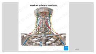 27/09/2025
cervicais profundos superiores
 