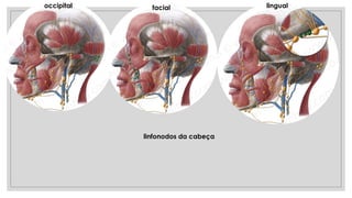 occipital facial lingual
linfonodos da cabeça
 