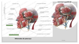 27/09/2025
linfonodos do pescoço
cervical superficial
 