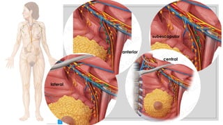 27/09/2025
anterior
subescapular
lateral
central
 