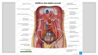 27/09/2025
Linfáticos dos órgãos sexuais
 