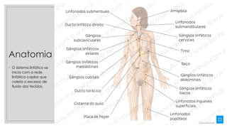 Anatomia
◦ O sistema linfático se
inicia com a rede
linfática capilar que
coleta o excesso de
fluido dos tecidos.
27/09/2025
 