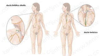 27/09/2025
ducto linfático direito
ducto torácico
 