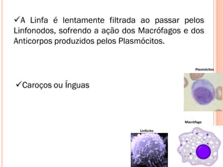 A Linfa é lentamente filtrada ao passar pelos
Linfonodos, sofrendo a ação dos Macrófagos e dos
Anticorpos produzidos pelos Plasmócitos.


                                                Plasmócitos



Caroços ou Ínguas



                                           Macrófago

                               Linfócito
 