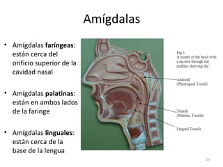 Amígdalas
• Amígdalas faríngeas:
  están cerca del
  orificio superior de la
  cavidad nasal

• Amígdalas palatinas:
  están en ambos lados
  de la faringe

• Amígdalas linguales:
  están cerca de la
  base de la lengua
                                        20
 