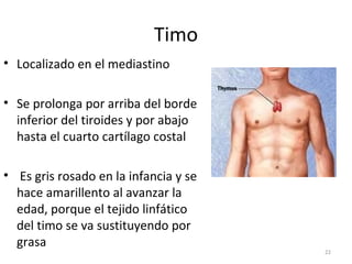 Timo
• Localizado en el mediastino

• Se prolonga por arriba del borde
  inferior del tiroides y por abajo
  hasta el cuarto cartílago costal

• Es gris rosado en la infancia y se
  hace amarillento al avanzar la
  edad, porque el tejido linfático
  del timo se va sustituyendo por
  grasa
                                       22
 