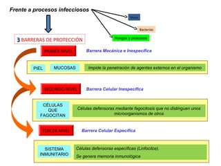 Frente a procesos infecciosos
                                                          Virus


                                                                  Bacterias

  3 BARRERAS DE PROTECCIÓN                        Hongos y protozoos


               PRIMER NIVEL        Barrera Mecánica e Inespecífica



        PIEL       MUCOSAS          Impide la penetración de agentes externos en el organismo




               SEGUNDO NIVEL       Barrera Celular Inespecífica


            CÉLULAS
              QUE              Células defensoras mediante fagocitosis que no distinguen unos
           FAGOCITAN                             microorganismos de otros



           TERCER NIVEL          Barrera Celular Específica



             SISTEMA          Células defensoras específicas (Linfocitos).
           INMUNITARIO        Se genera memoria inmunológica                                    29
 