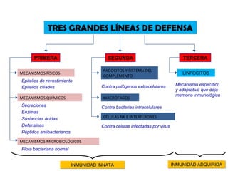 TRES GRANDES LÍNEAS DE DEFENSA


      PRIMERA                            SEGUNDA                                TERCERA

                                      FAGOCITOS Y SISTEMA DEL
MECANISMOS FÍSICOS                                                              LINFOCITOS
                                      COMPLEMENTO
Epitelios de revestimiento
                                      Contra patógenos extracelulares        Mecanismo específico
Epitelios ciliados
                                                                             y adaptativo que deja
                                                                             memoria inmunológica
MECANISMOS QUÍMICOS                   MACRÓFAGOS
Secreciones                           Contra bacterias intracelulares
Enzimas
Sustancias ácidas                     CÉLULAS NK E INTERFERONES
Defensinas                            Contra células infectadas por virus
Péptidos antibacterianos

MECANISMOS MICROBIOLÓGICOS
Flora bacteriana normal


                           INMUNIDAD INNATA
                           INMUNIDAD INNATA                                 INMUNIDAD ADQUIRIDA
                                                                            INMUNIDAD ADQUIRIDA
 