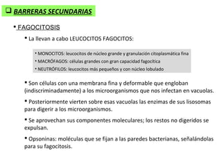  BARRERAS SECUNDARIAS

   FAGOCITOSIS
      La llevan a cabo LEUCOCITOS FAGOCITOS:

         • MONOCITOS: leucocitos de núcleo grande y granulación citoplasmática fina
         • MACRÓFAGOS: células grandes con gran capacidad fagocítica
         • NEUTRÓFILOS: leucocitos más pequeños y con núcleo lobulado

      Son células con una membrana fina y deformable que engloban
     (indiscriminadamente) a los microorganismos que nos infectan en vacuolas.
      Posteriormente vierten sobre esas vacuolas las enzimas de sus lisosomas
     para digerir a los microorganismos.
      Se aprovechan sus componentes moleculares; los restos no digeridos se
     expulsan.
      Opsoninas: moléculas que se fijan a las paredes bacterianas, señalándolas
     para su fagocitosis.
 
