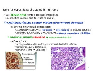 Barreras específicas: el sistema inmunitario
 - Es el TERCER NIVEL frente a procesos infecciosos
 - Es específico (a diferencia del resto de niveles)
  ORGANIZACIÓN DEL SISTEMA INMUNE (tercer nivel de protección)
      - El sistema inmune está formado por:
             ELEMENTOS CELULARES: linfocitos  anticuerpos (moléculas solubles)
             SISTEMAS DE DIFUSIÓN Y TRANSPORTE: aparato circulatorio y linfático
     ÓRGANOS LINFOIDES PRIMARIOS  maduración de linfocitos
      • MÉDULA ÓSEA:
          • se originan las células madre precursoras de todos los linfocitos
          • si maduran aquí  Linfocitos B
          • si migran al timo  Linfocitos T




                                                                                36
 