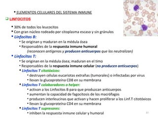  ELEMENTOS CELULARES DEL SISTEMA INMUNE
 LINFOCITOS

   30% de todos los leucocitos
   Con gran núcleo rodeado por citoplasma escaso y sin gránulos
   Linfocitos B:
      • Se originan y maduran en la médula ósea
      • Responsables de la respuesta inmune humoral
           (reconocen antígenos y producen anticuerpos que los neutralizan)
   Linfocitos T:
      • Se originan en la médula ósea; maduran en el timo
      • Responsables de la respuesta inmune celular (no producen anticuerpos)
       Linfocitos T citotóxicos:
           • destruyen células eucariotas extrañas (tumorales) o infectadas por virus
           • llevan la glucoproteína CD8 en su membrana
       Linfocitos T colaboradores o helper:
           • activan a los Linfocitos B para que produzcan anticuerpos
           • aumentan la capacidad de fagocitosis de los macrófagos
           • producen interleucinas que activan y hacen proliferar a los Linf.T citotóxicos
           • llevan la glucoproteína CD4 en su membrana
       Linfocitos T supresores:
           • inhiben la respuesta inmune celular y humoral                              37
 