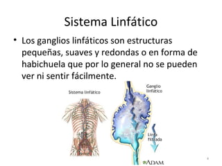 Sistema Linfático
• Los ganglios linfáticos son estructuras
  pequeñas, suaves y redondas o en forma de
  habichuela que por lo general no se pueden
  ver ni sentir fácilmente.




                                               4
 