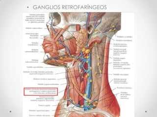 • GANGLIOS RETROFARÍNGEOS
 