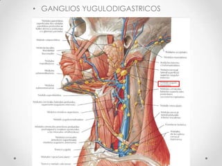 • GANGLIOS YUGULODIGASTRICOS
 