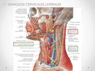 • GANGLIOS CERVICALES LATERALES
 