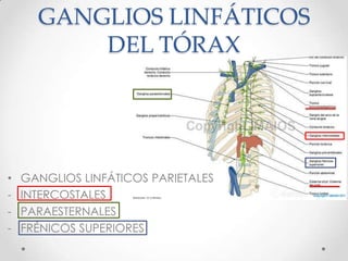 GANGLIOS LINFÁTICOS
          DEL TÓRAX




•   GANGLIOS LINFÁTICOS PARIETALES
-   INTERCOSTALES
-   PARAESTERNALES
-   FRÉNICOS SUPERIORES
 