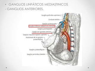 • GANGLIOS LINFÁTICOS MEDIASTINICOS
- GANGLIOS ANTERIORES.
 