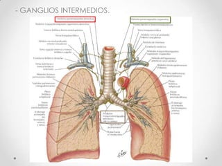 - GANGLIOS INTERMEDIOS.
 