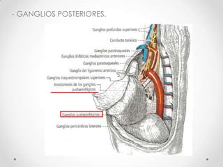 - GANGLIOS POSTERIORES.
 
