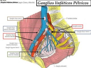 Ganglios linfaticos Pelvicos
                               Ganglios linfáticos Pélvicos
 