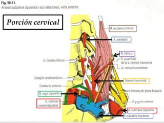 Porción cervical
 