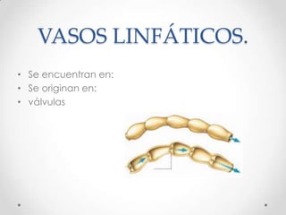 VASOS LINFÁTICOS.
• Se encuentran en:
• Se originan en:
• válvulas
 