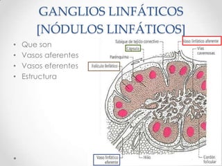 GANGLIOS LINFÁTICOS
       [NÓDULOS LINFÁTICOS]
•   Que son
•   Vasos aferentes
•   Vasos eferentes
•   Estructura
 