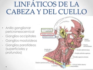 LINFÁTICOS DE LA
  CABEZA Y DEL CUELLO

• Anillo ganglionar
  pericraneocervical
- Ganglios occipitales
- Ganglios mastoideos
- Ganglios parotídeos
  (superficiales y
  profundos)
 