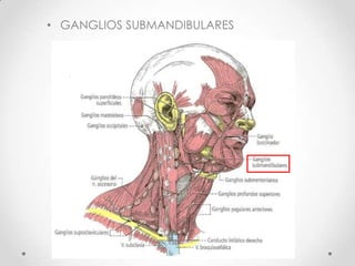 • GANGLIOS SUBMANDIBULARES
 