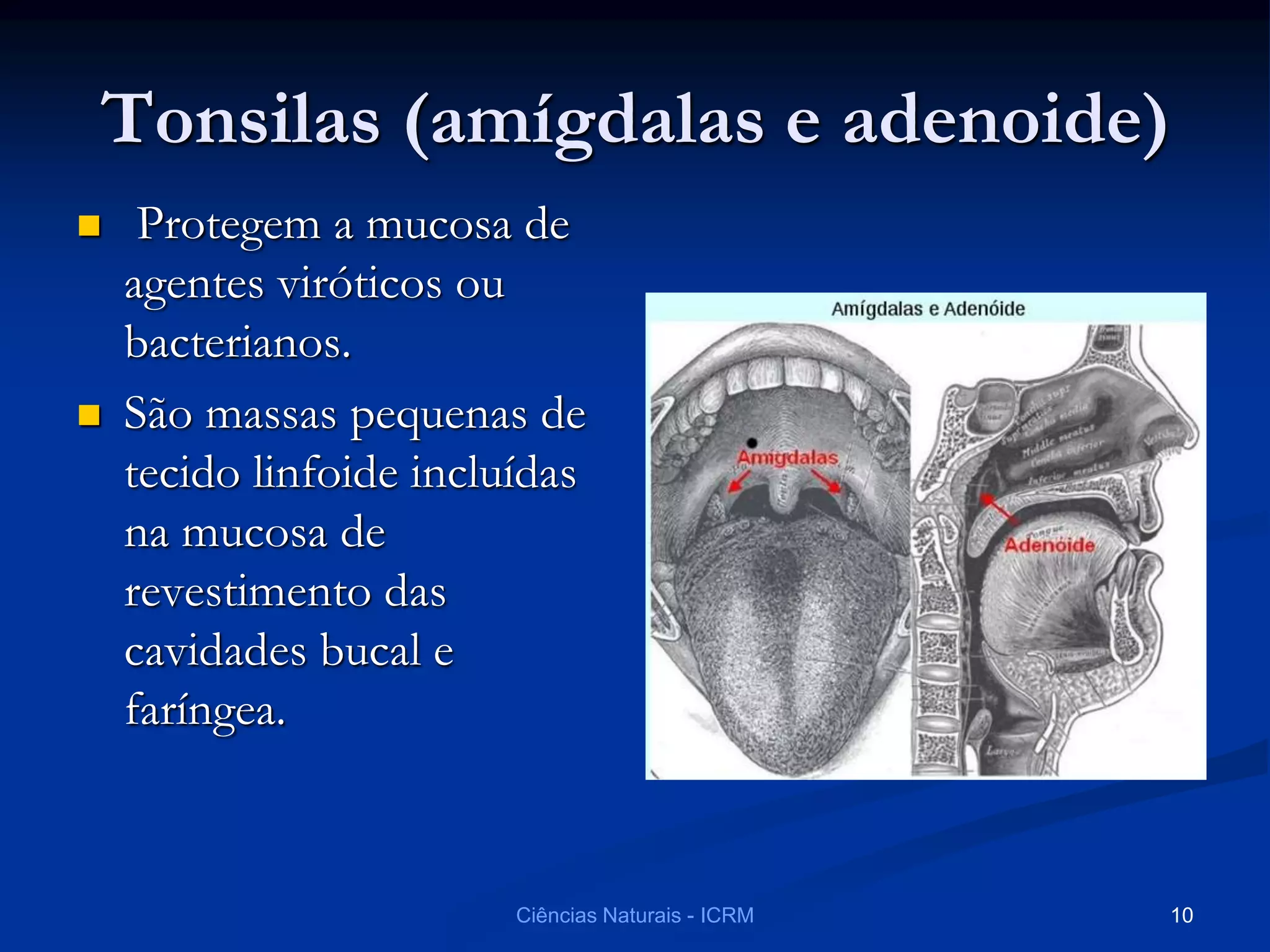 Tonsilas (amígdalas e adenoide)
 Protegem a mucosa de
agentes viróticos ou
bacterianos.
 São massas pequenas de
tecido linfoide incluídas
na mucosa de
revestimento das
cavidades bucal e
faríngea.
Ciências Naturais - ICRM 10
 