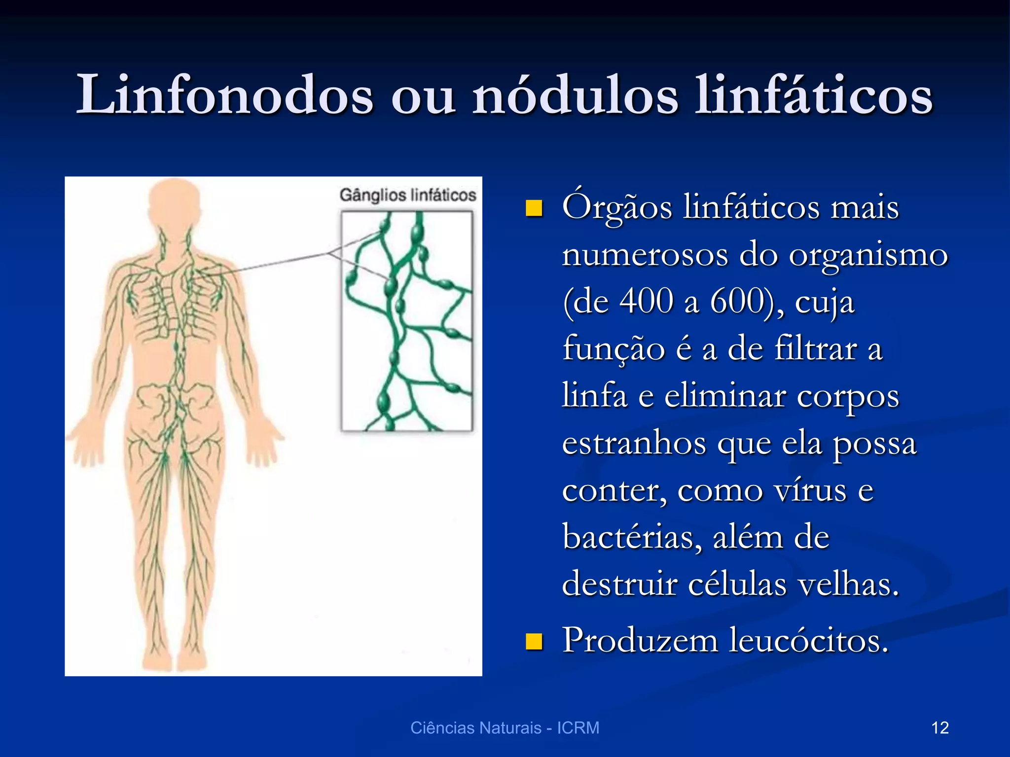Linfonodos ou nódulos linfáticos
 Órgãos linfáticos mais
numerosos do organismo
(de 400 a 600), cuja
função é a de filtrar a
linfa e eliminar corpos
estranhos que ela possa
conter, como vírus e
bactérias, além de
destruir células velhas.
 Produzem leucócitos.
Ciências Naturais - ICRM 12
 