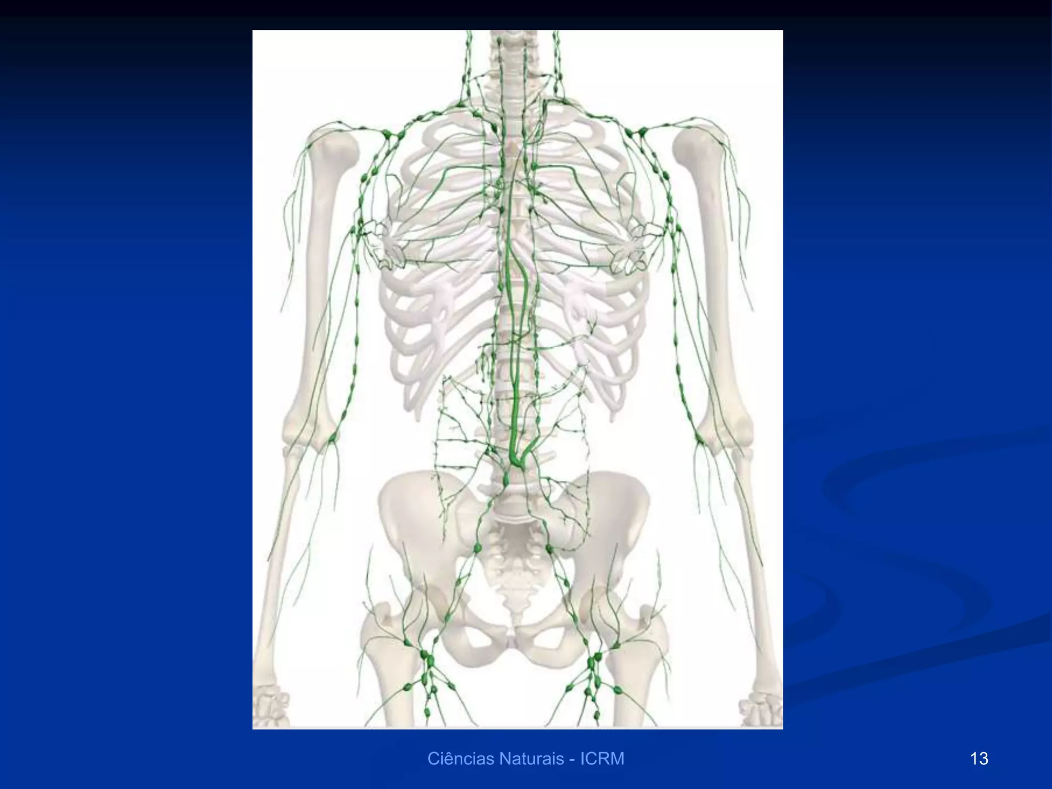 13Ciências Naturais - ICRM
 