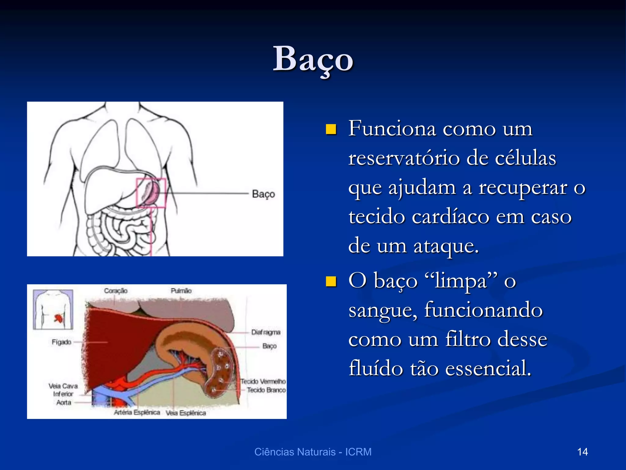 Baço
 Funciona como um
reservatório de células
que ajudam a recuperar o
tecido cardíaco em caso
de um ataque.
 O baço “limpa” o
sangue, funcionando
como um filtro desse
fluído tão essencial.
Ciências Naturais - ICRM 14
 
