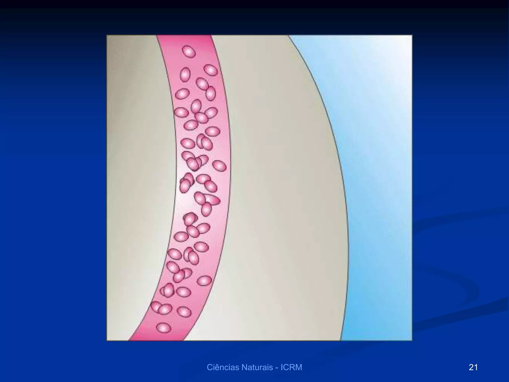 21Ciências Naturais - ICRM
 