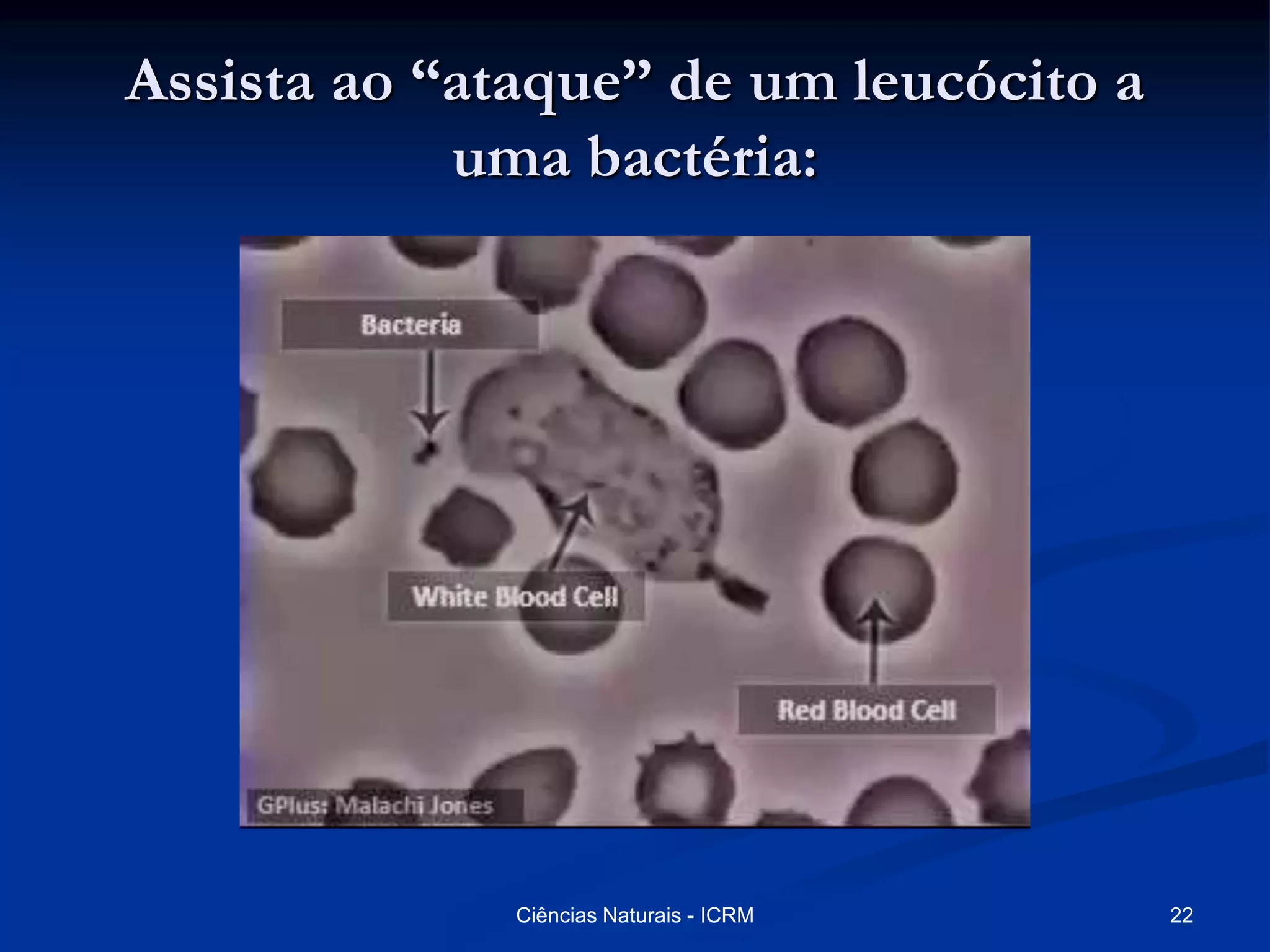 Assista ao “ataque” de um leucócito a
uma bactéria:
22Ciências Naturais - ICRM
 