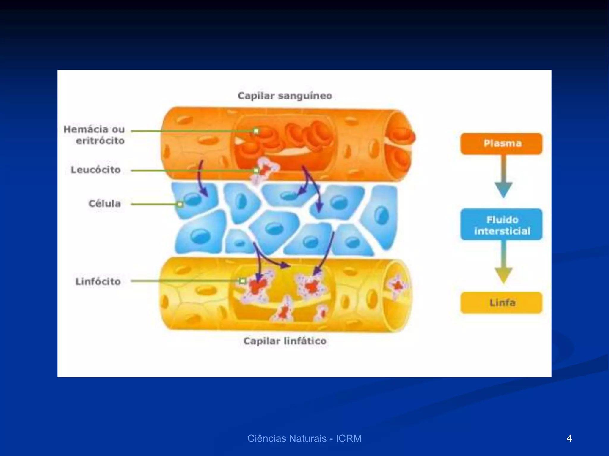 Ciências Naturais - ICRM 4
 