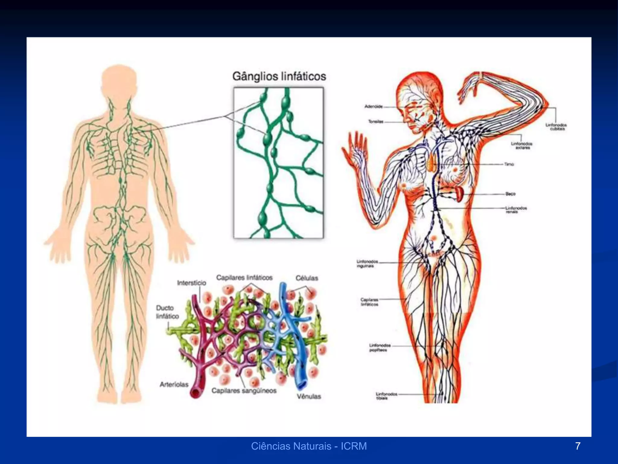 Ciências Naturais - ICRM 7
 