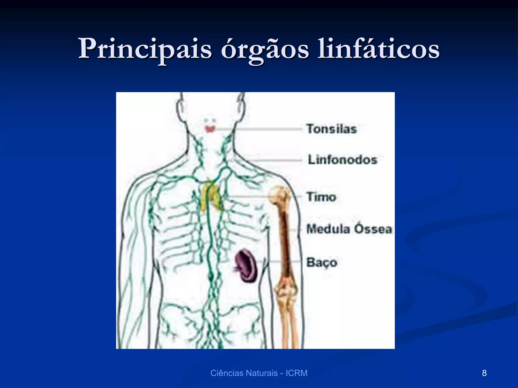 Principais órgãos linfáticos
Ciências Naturais - ICRM 8
 