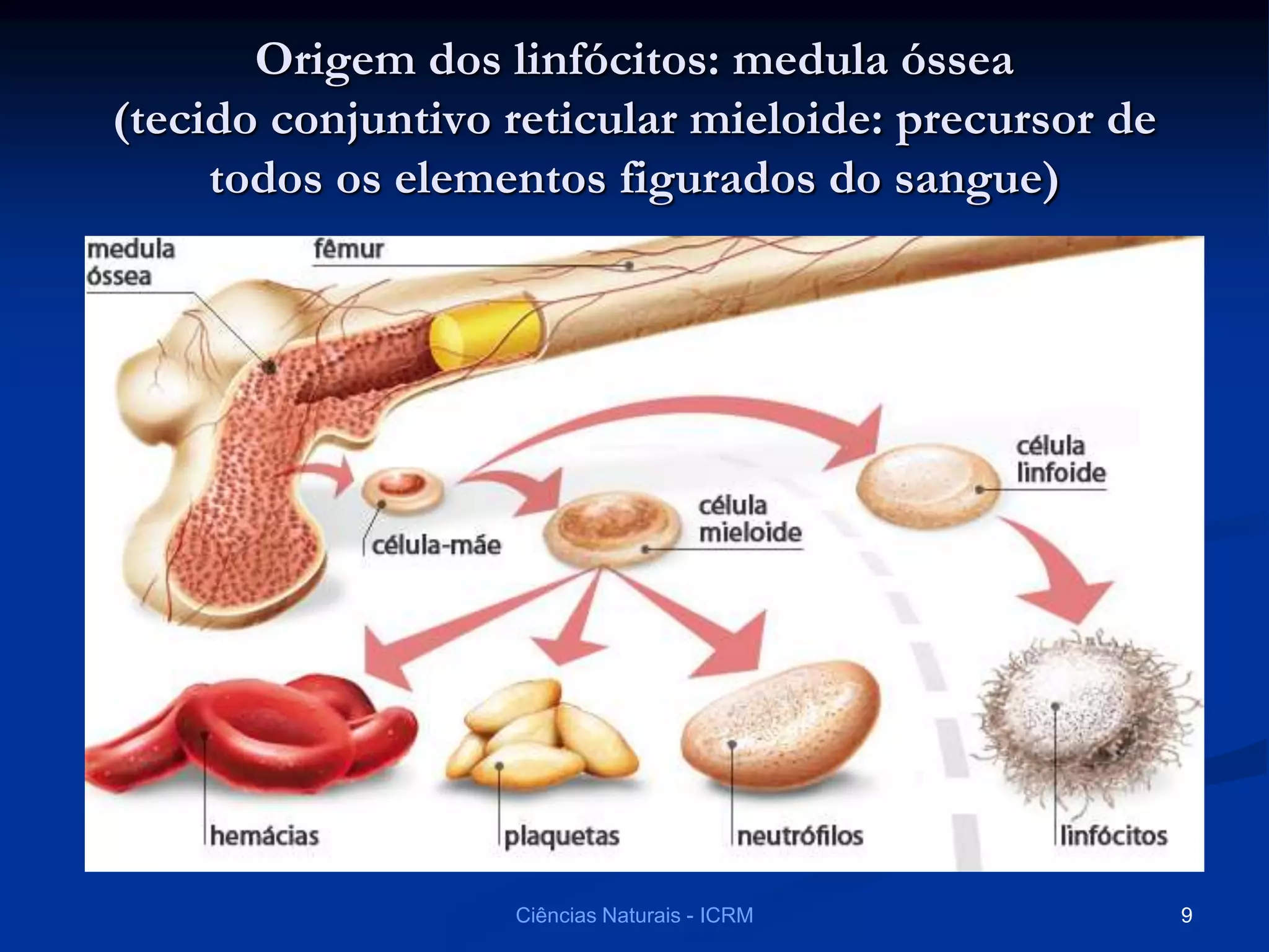 Origem dos linfócitos: medula óssea
(tecido conjuntivo reticular mieloide: precursor de
todos os elementos figurados do sangue)
Ciências Naturais - ICRM 9
 