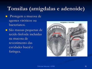 Tonsilas (amígdalas e adenoide)
 Protegem a mucosa de
agentes viróticos ou
bacterianos.
 São massas pequenas de
tecido linfoide incluídas
na mucosa de
revestimento das
cavidades bucal e
faríngea.
Ciências Naturais - ICRM 10
 